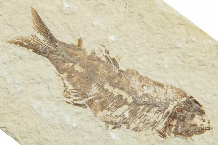 Very Rare Fossil Mooneye Fish (Eohiodon) - Wyoming #244629